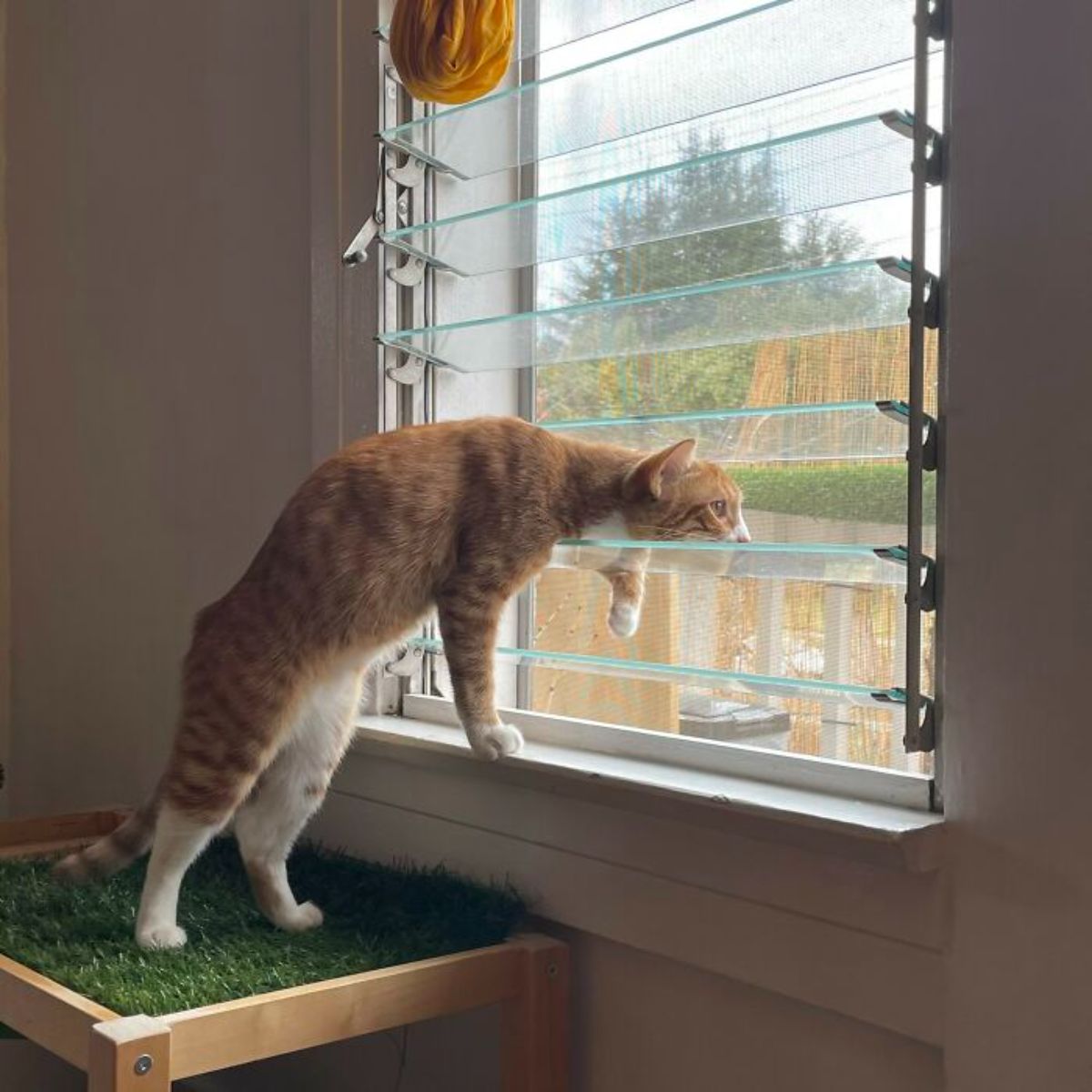 orange and white cat standing on hind legs with the head on the glass panel of a window looking outside intently