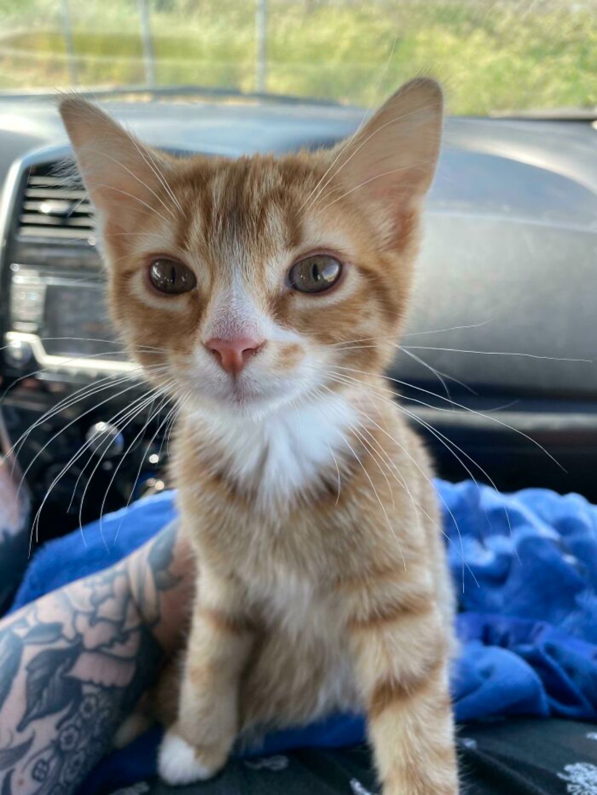 orange and white kitten being held by someone in a vehicle