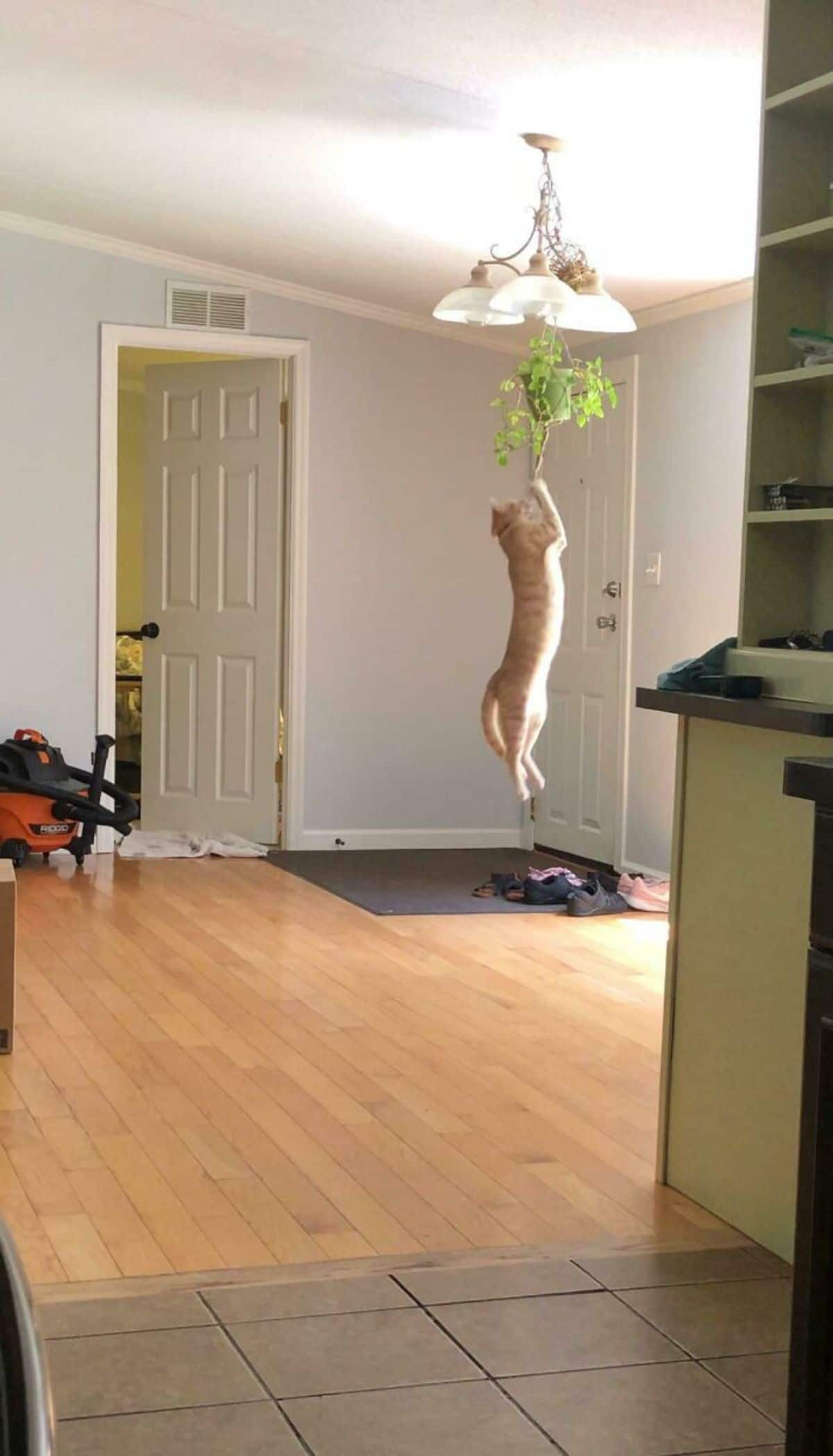 orange cat biting and suspended from a plant hanging from a light from the ceiling
