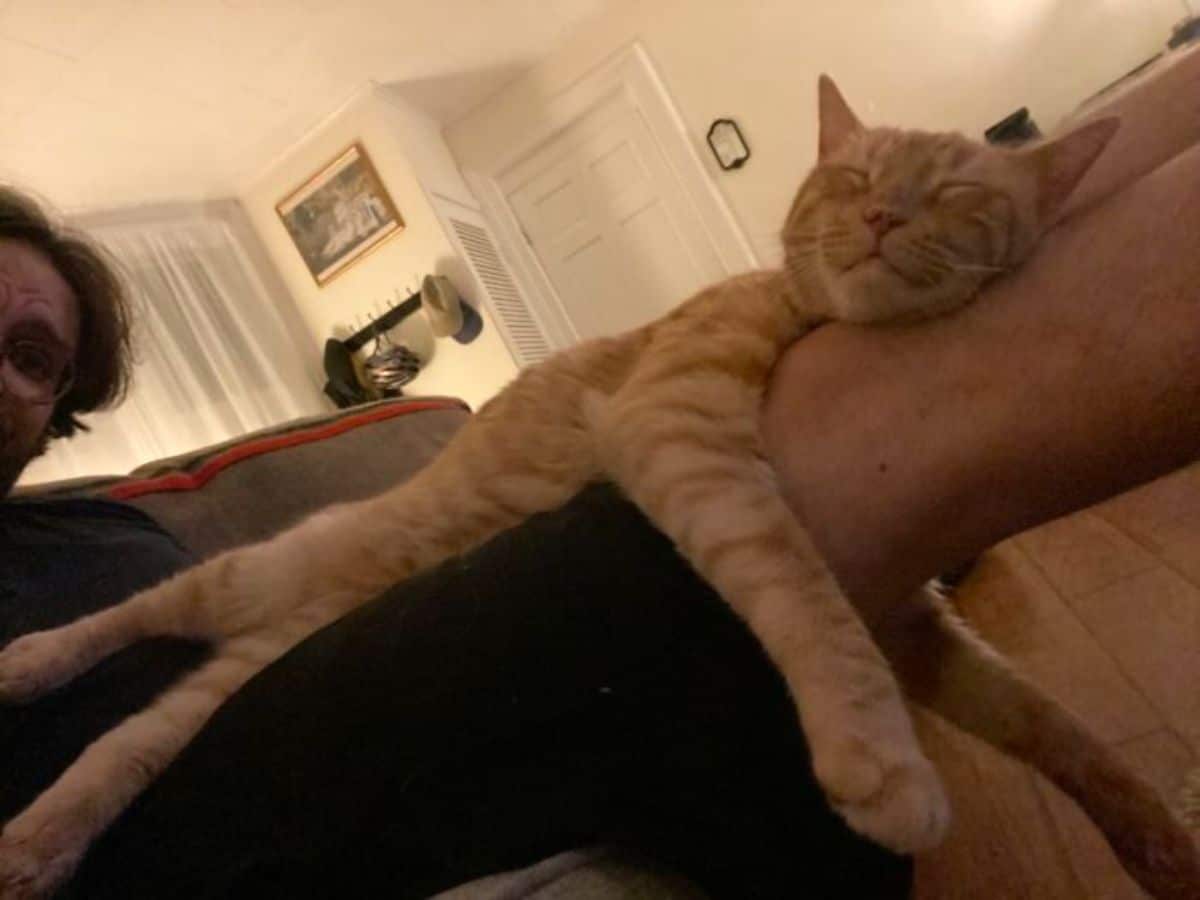 orange cat cuddling and hugging someone's leg