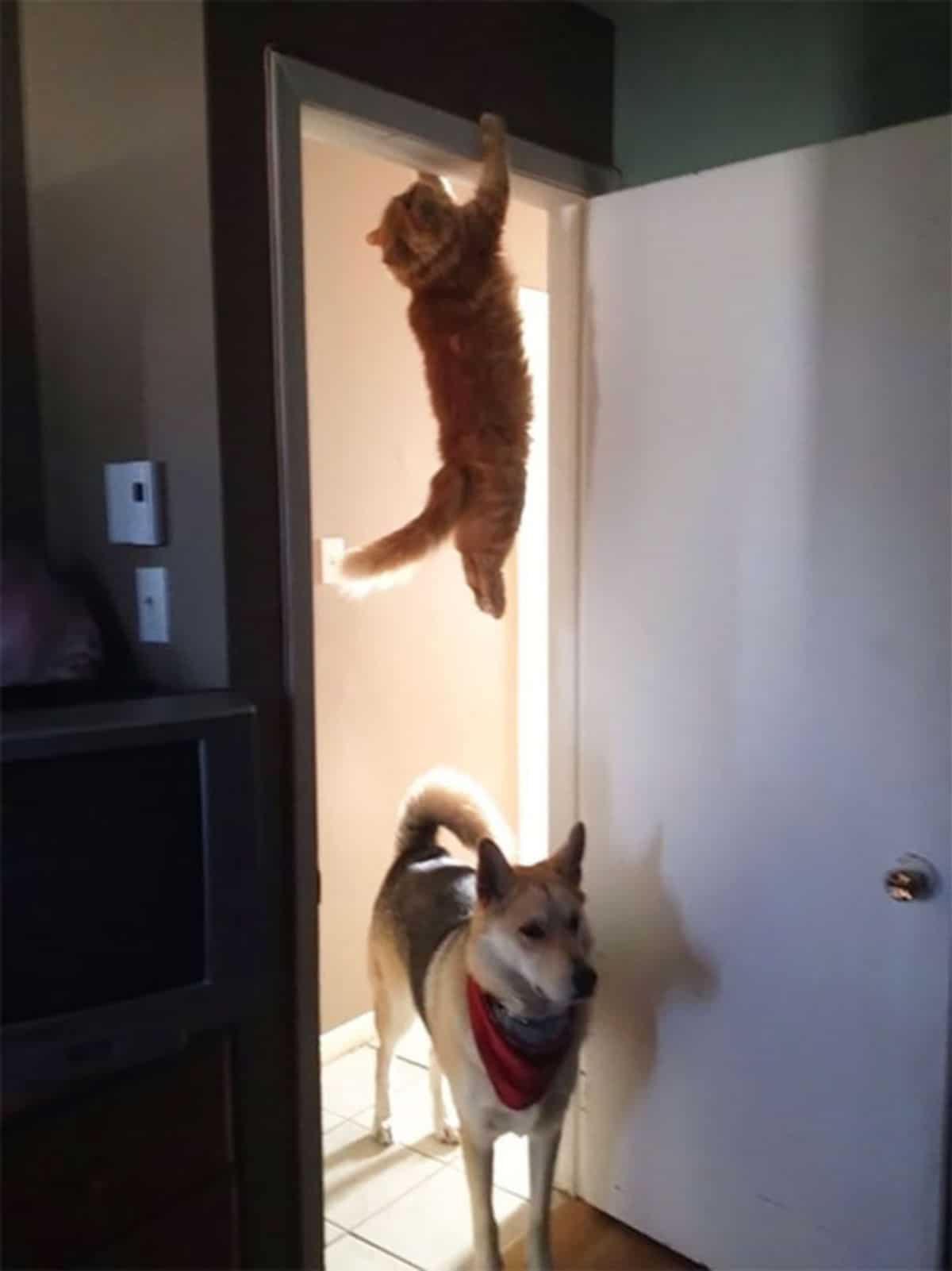 orange cat hanging from the top of the doorjamb with a black and brown dog in a red bandana standing under the cat