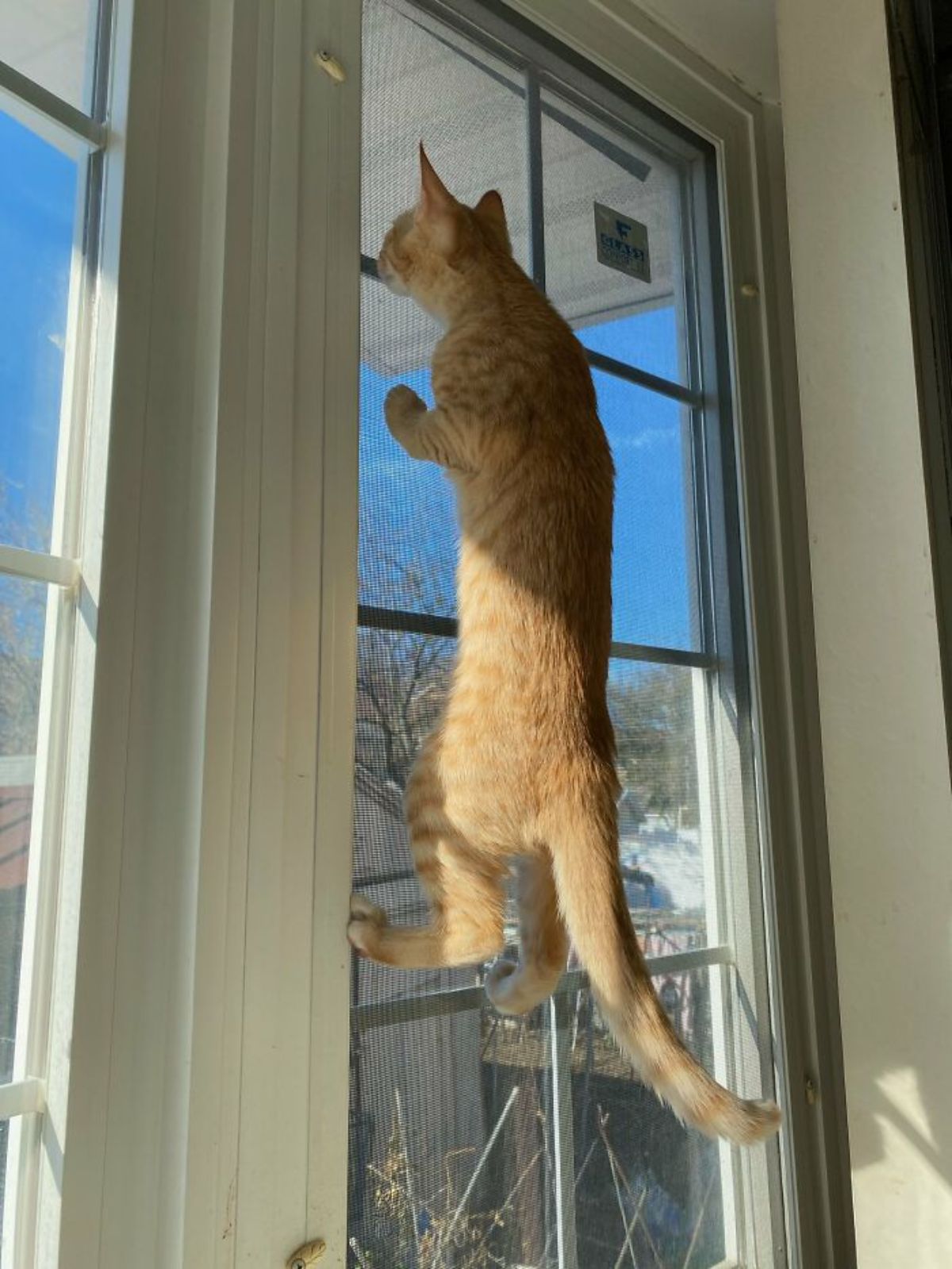 orange cat hanging on to the screen door looking out of a door