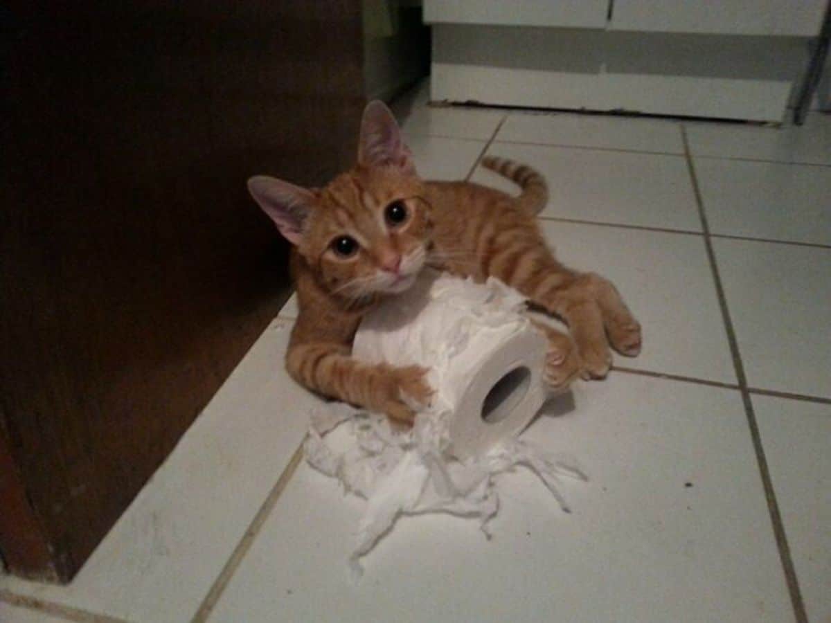 orange cat hugging a ripped up toilet paper roll on the floor