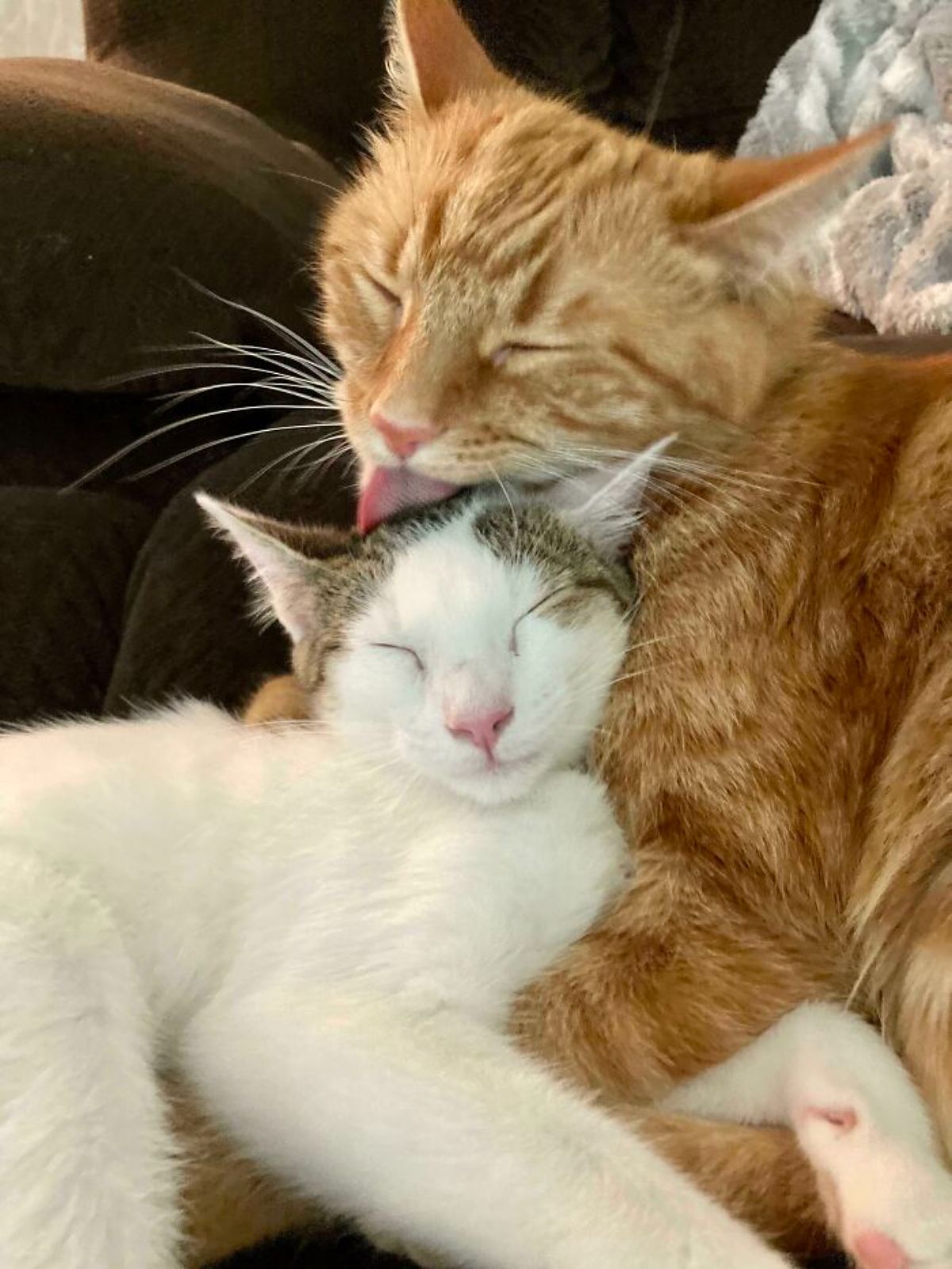 orange cat licking a white and grey cat