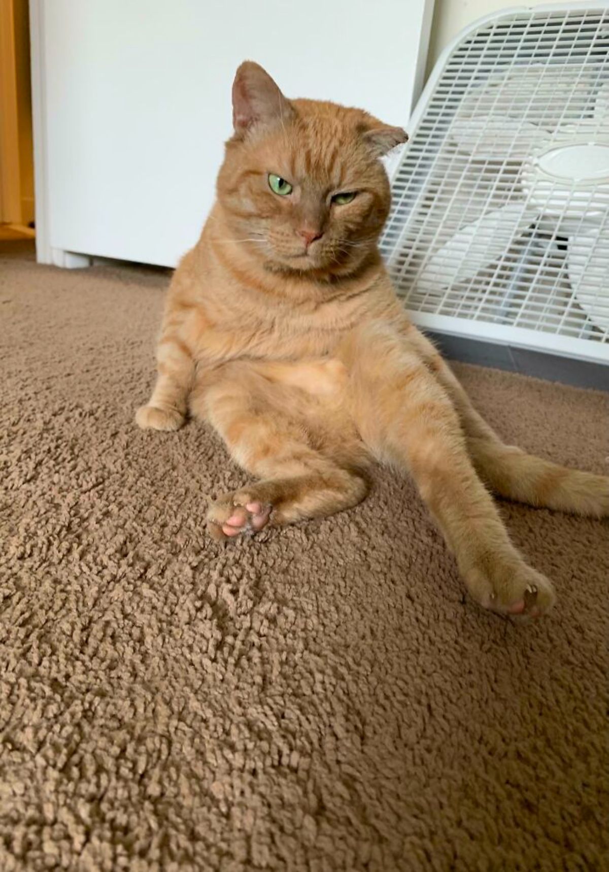 orange cat sitting on its haunches on the floor