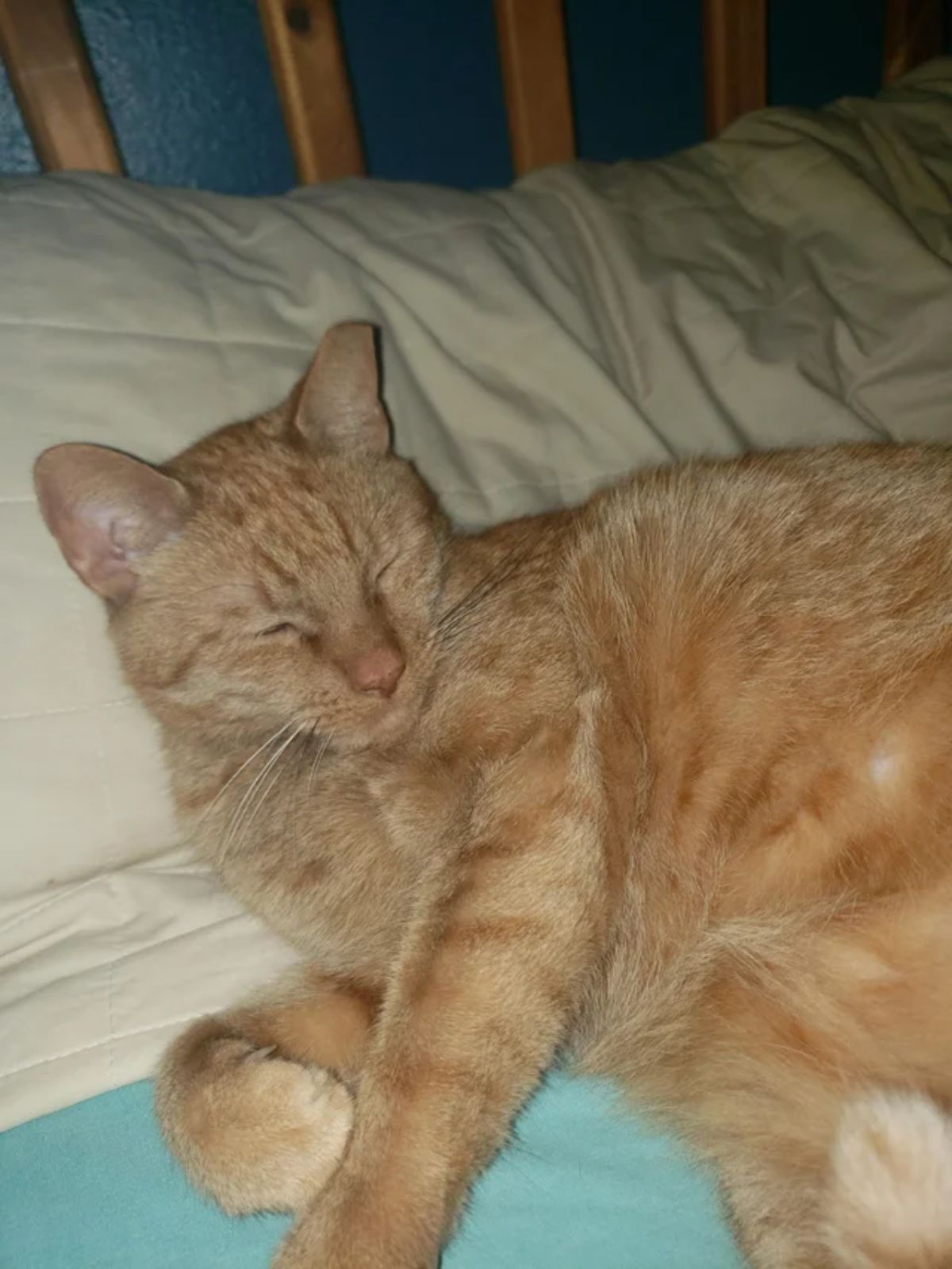 orange cat sleeping on green bed