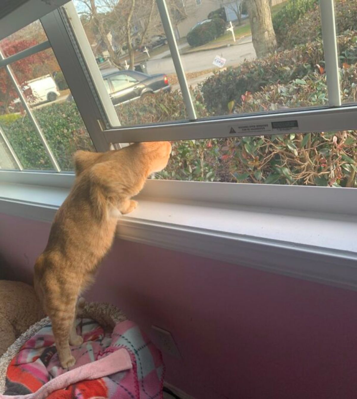 orange cat standing on hind legs and sticking the head out under a window staring at the next yard