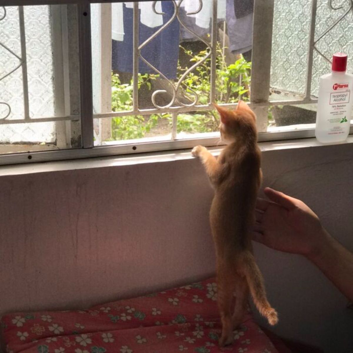 orange kitten standing on hind legs on a red and white bed looking out of a window with someone putting a hand on the kitten's right side