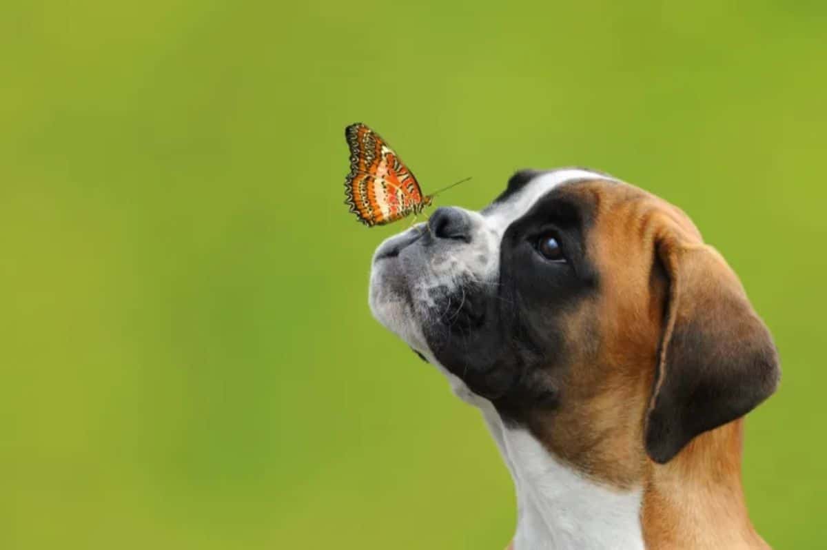 orange white and black butterfly near a black brown and white boxer's nose