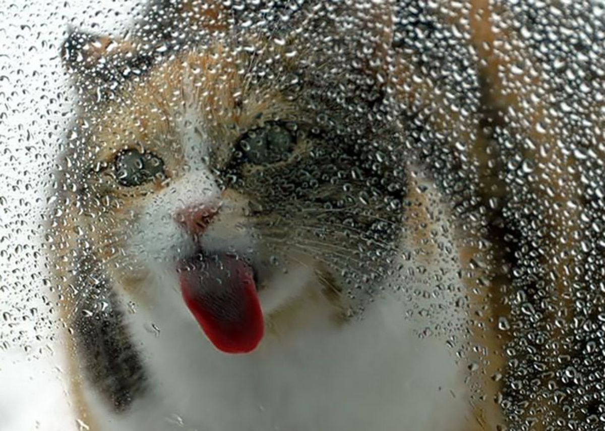 orange white and black cat licking a glass with water droplets on it