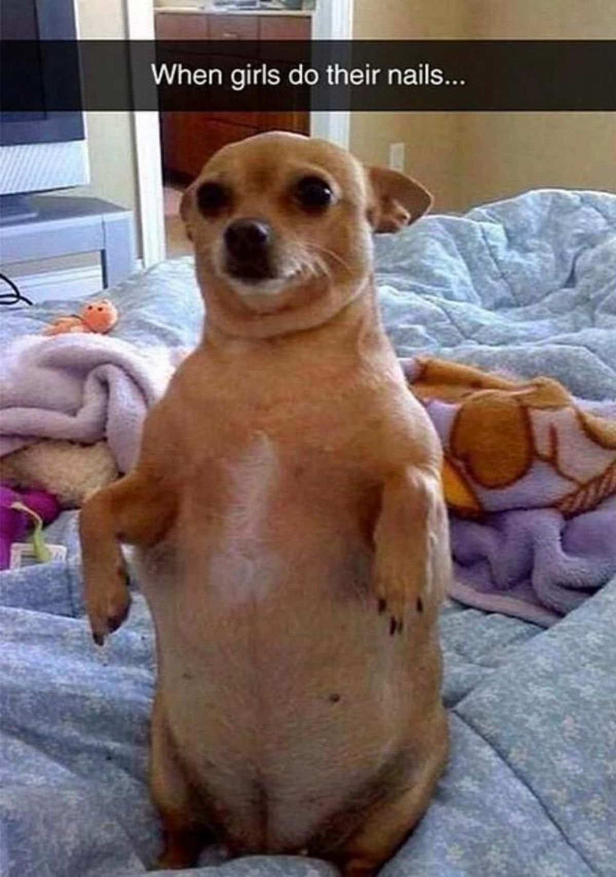 overweight brown chihuahua sitting up on its haunches with the front paws hanging down with the caption When girls do their nails...