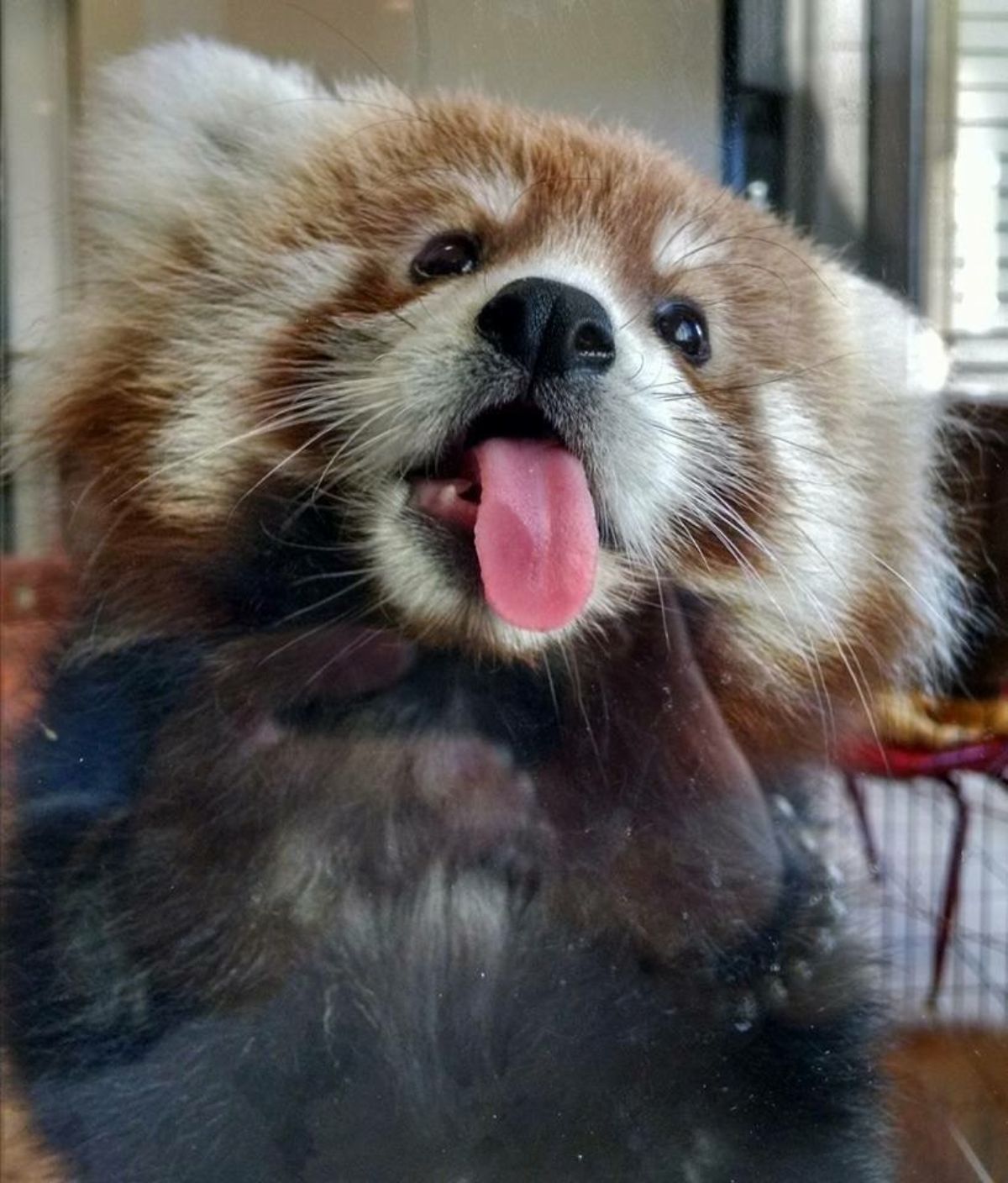 red panda licking a glass