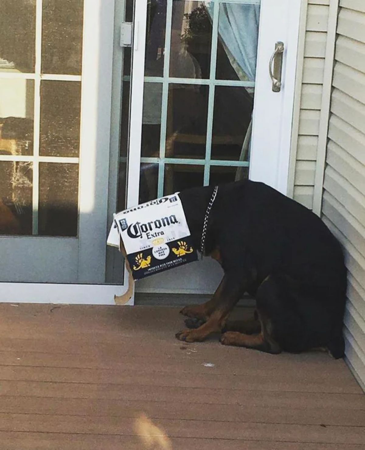 rottweiler sitting by a door with a corona cardboard box stuck on the head