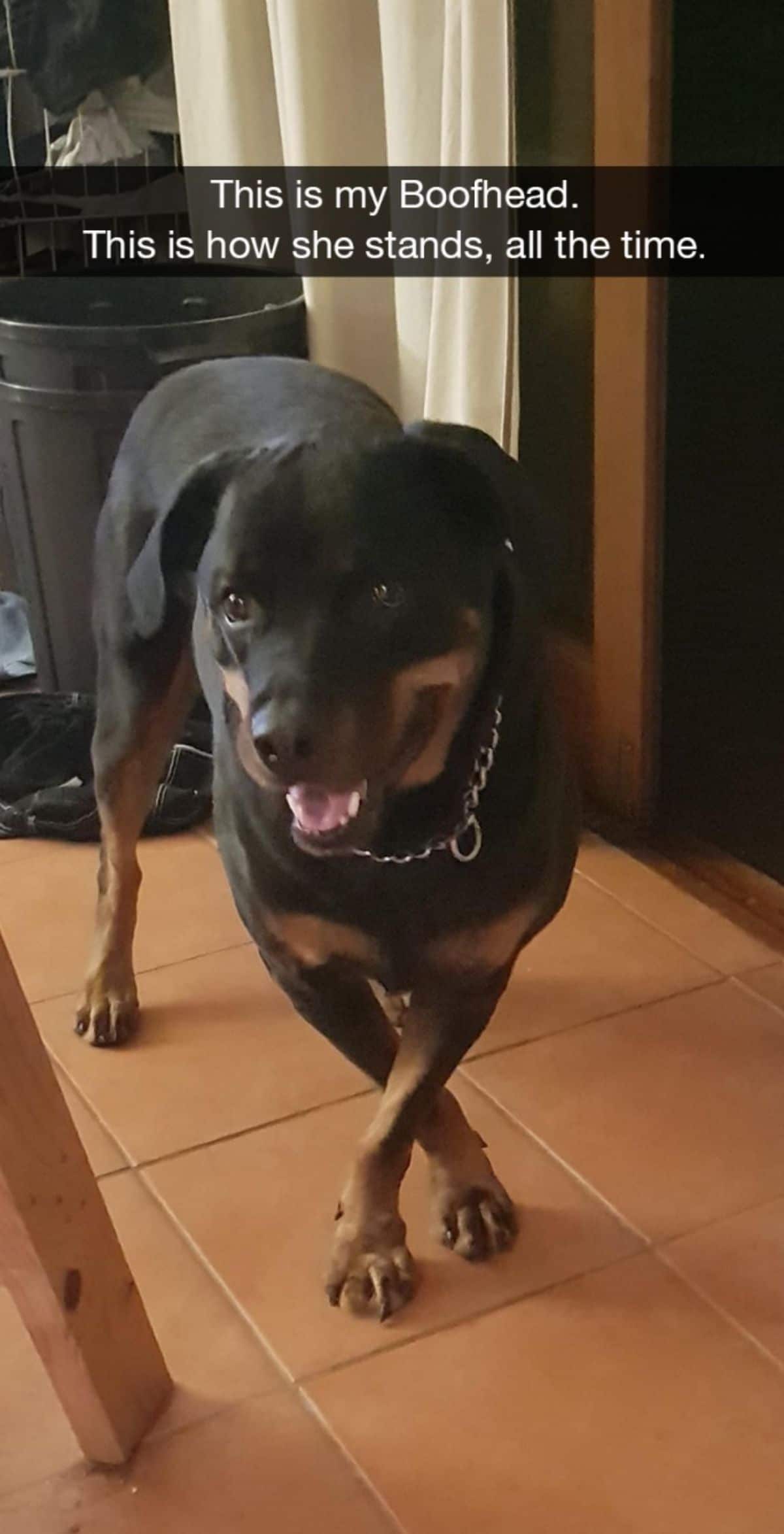 rottweiler standing with the front legs crossed with the caption This is my Boofhead. This is how she stands, all the time.