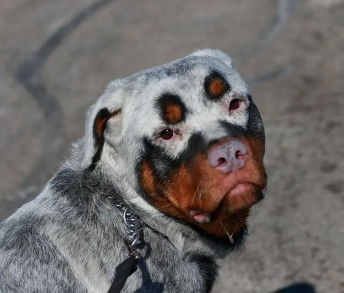 rottweiler with vitiligo has black and white body with brown eyebrows and snout