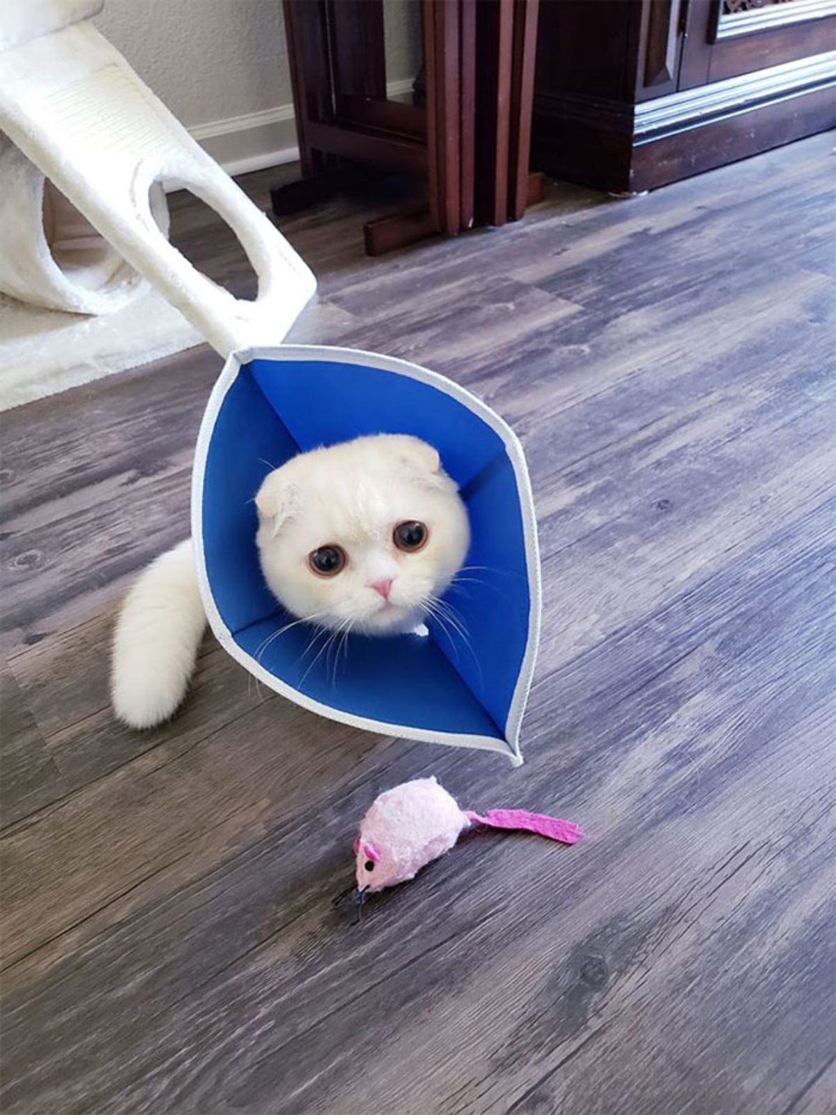 sad-looking white cat in a blue and white cone of shame