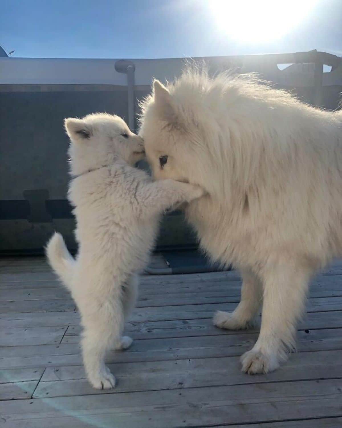 samoyed puppy on hind legs with nose on forehead of adult samoyed