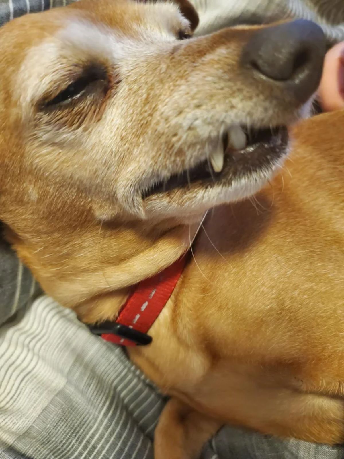 sideways look at brown dog with 2 teeth showing