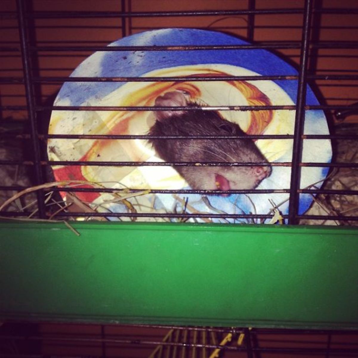 sleeping brown rat in a green and black cage wearing a cone with Jesus' face on it