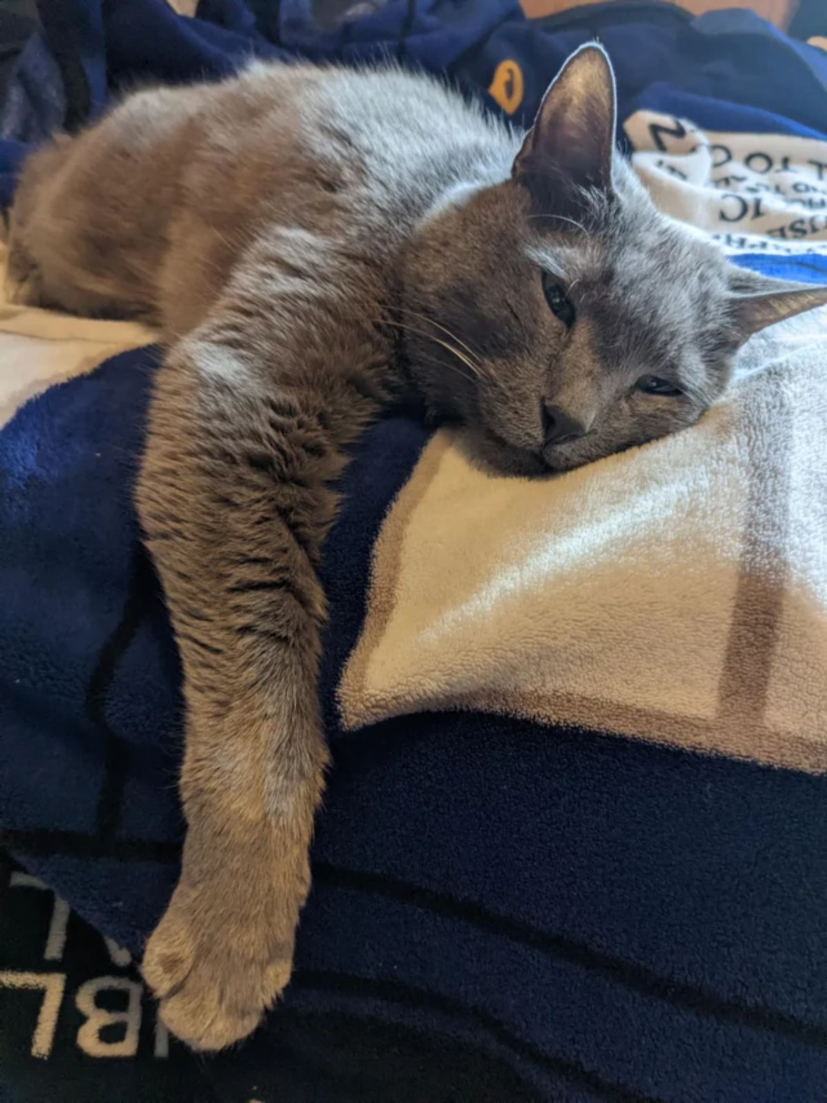 sleepy grey cat laying on a bed and looking at someone