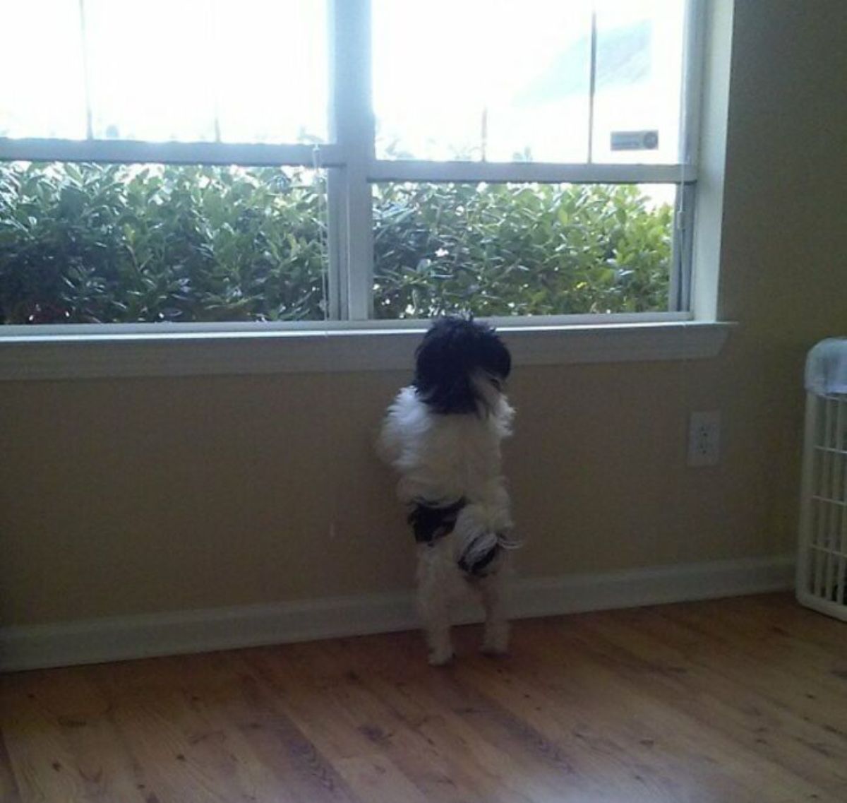 small black and white dog standing on hind legs by a window trying to look outside