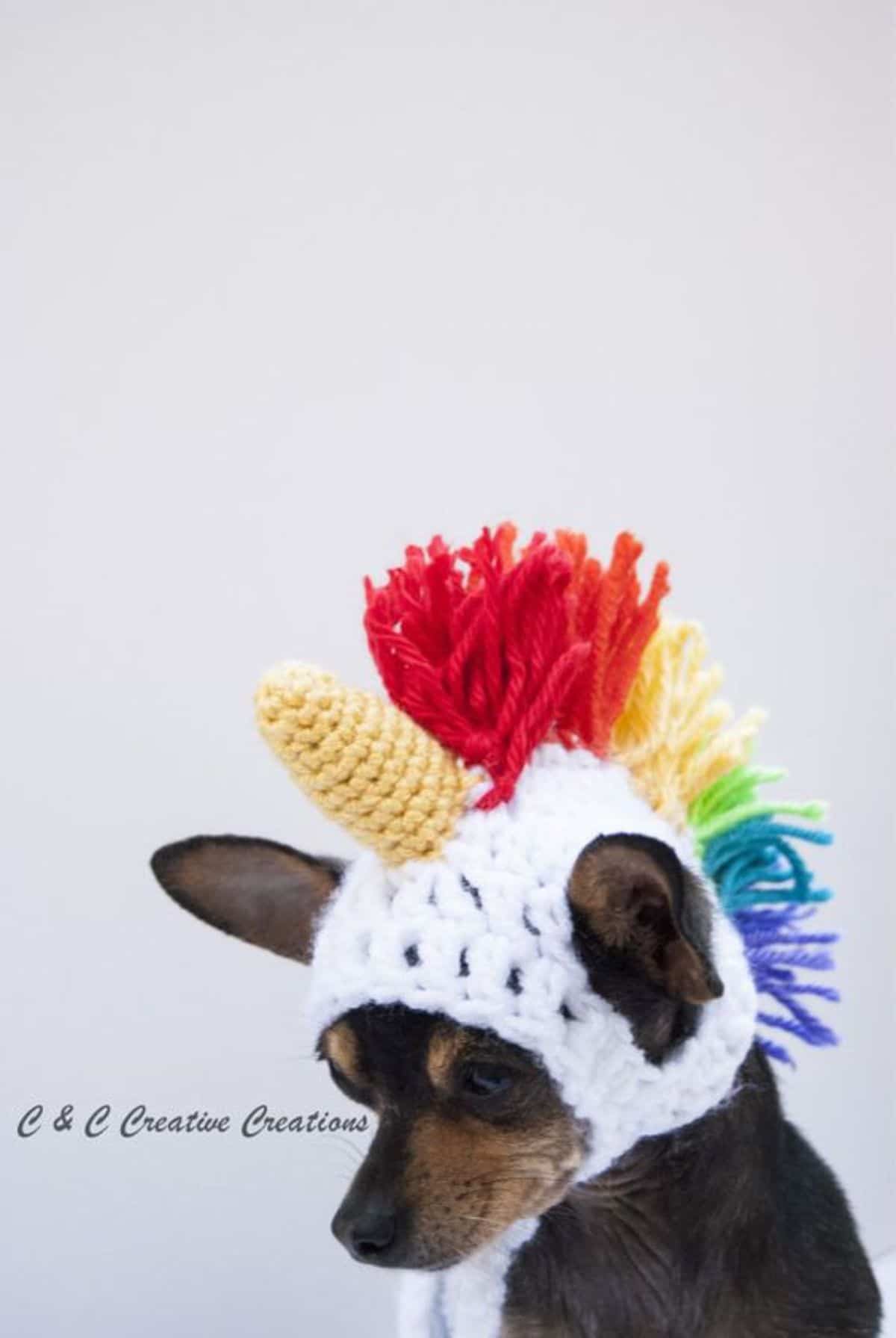 small black dog wearing a white yellow red green blue and purple unicorn crocheted hat
