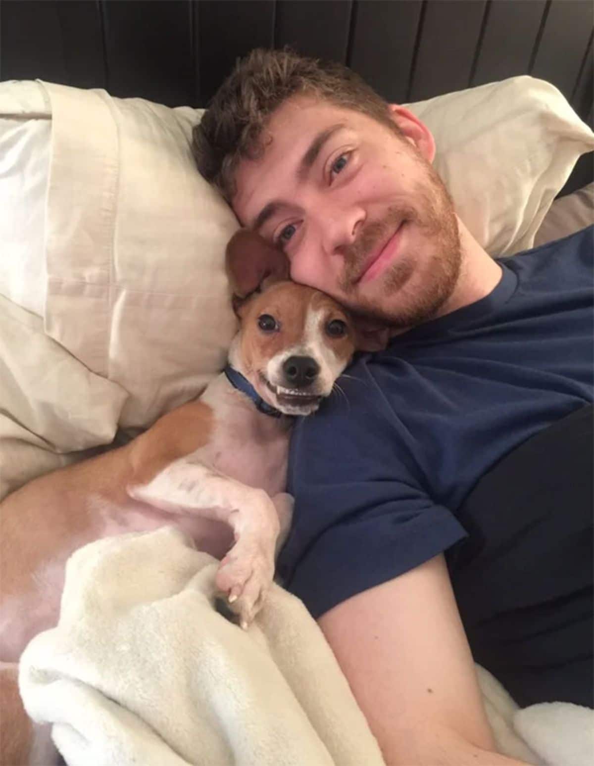 small brown and white dog cuddled with a man against a white pillow on a bed