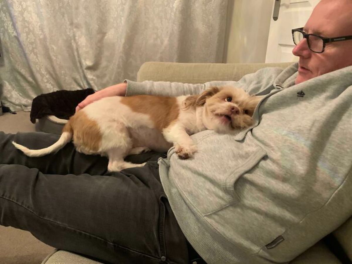 small brown and white dog laying on an old man and looking at him lovingly