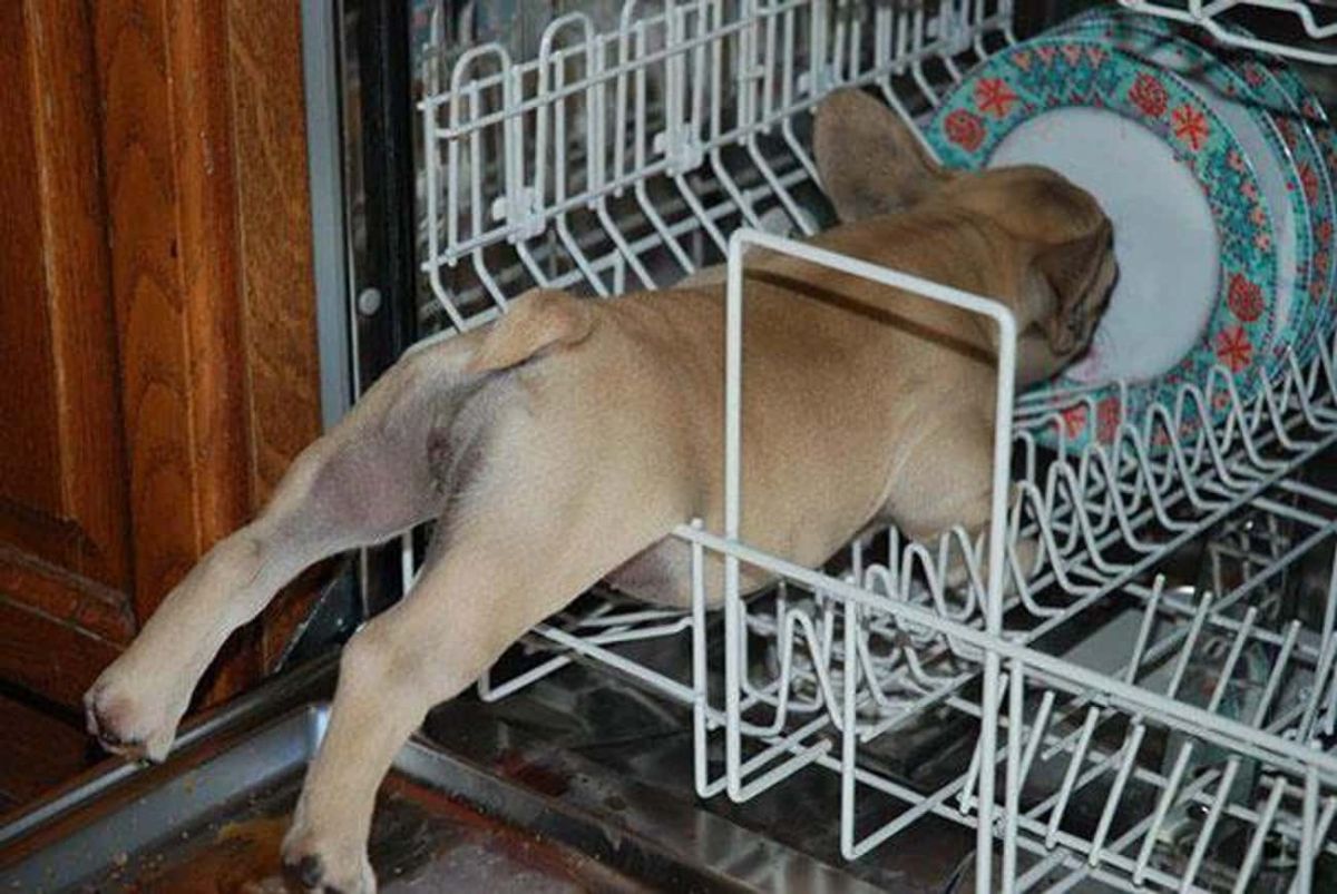 small brown dog laying on the white rack inside a dishwasher to lick a white and green plate