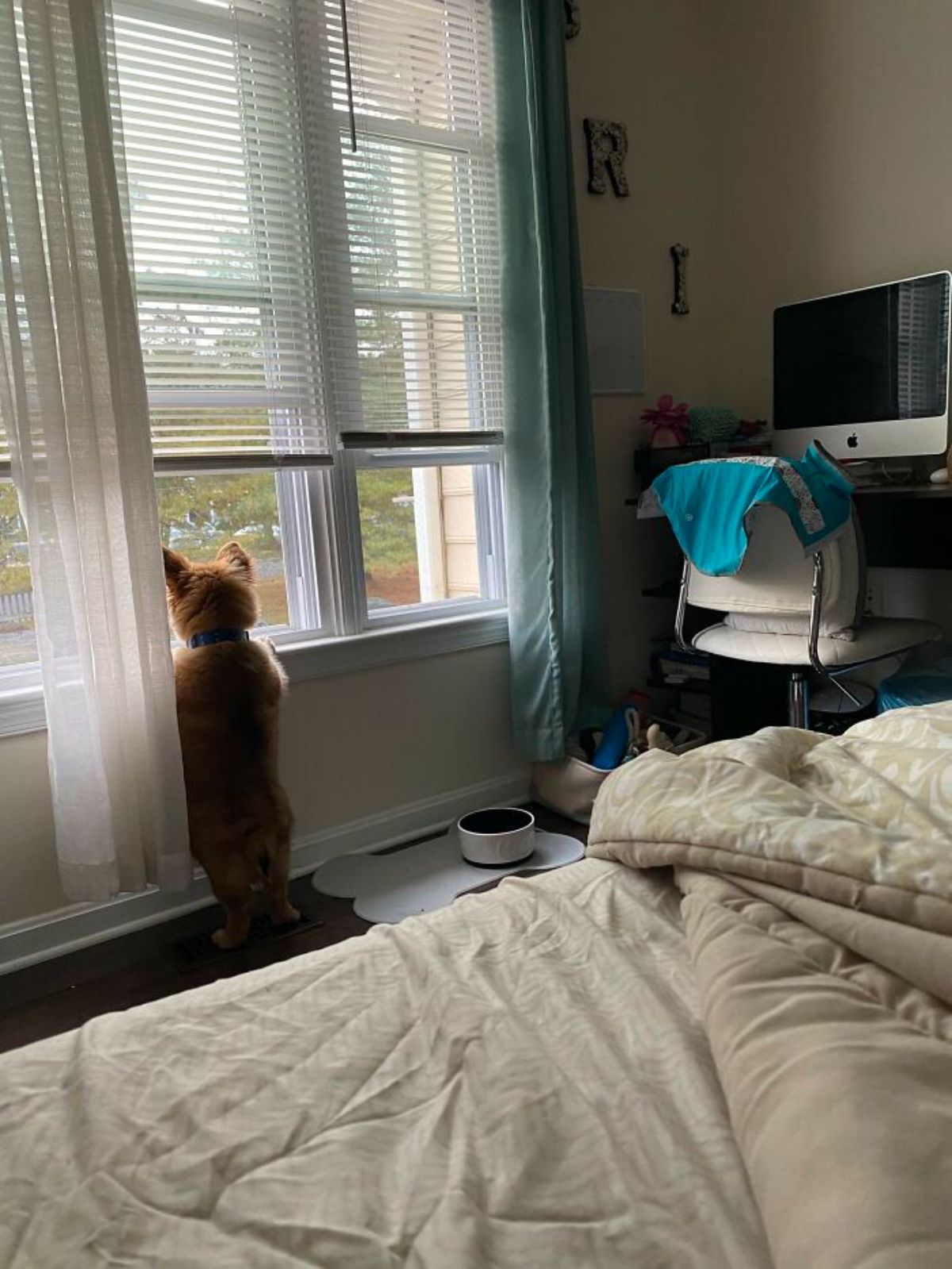 small brown dog standing on hind legs looking out of a window