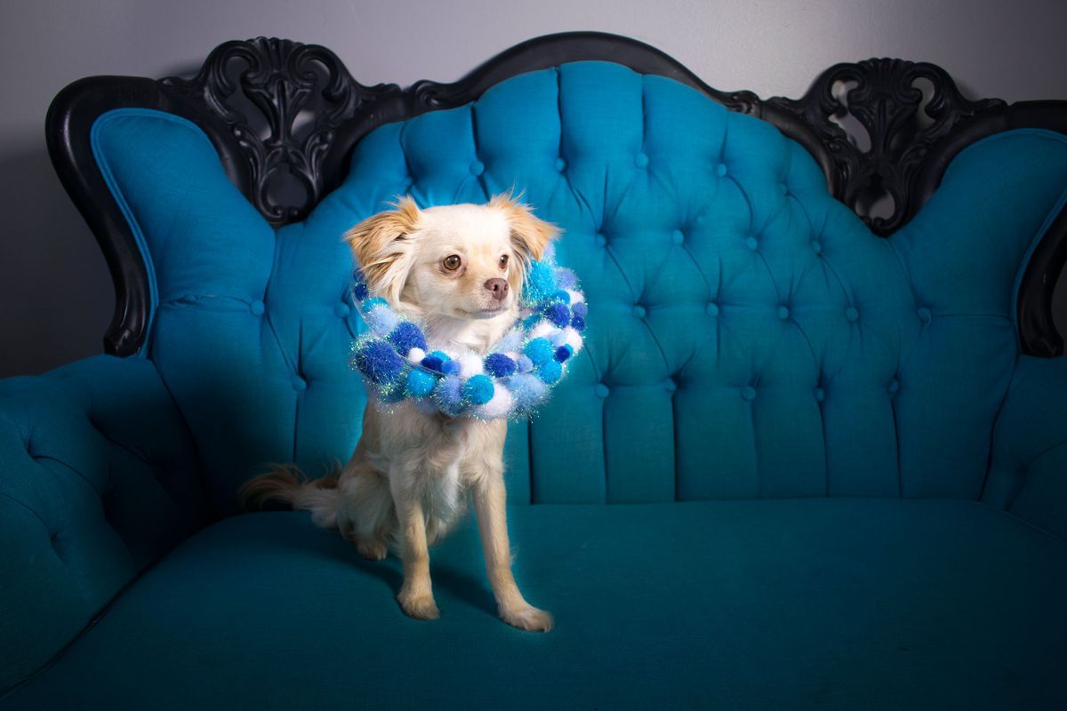small fluffy brown and white dog on a blue and black chair wearing an elizabethan cone with blue and white pompoms with green glitter