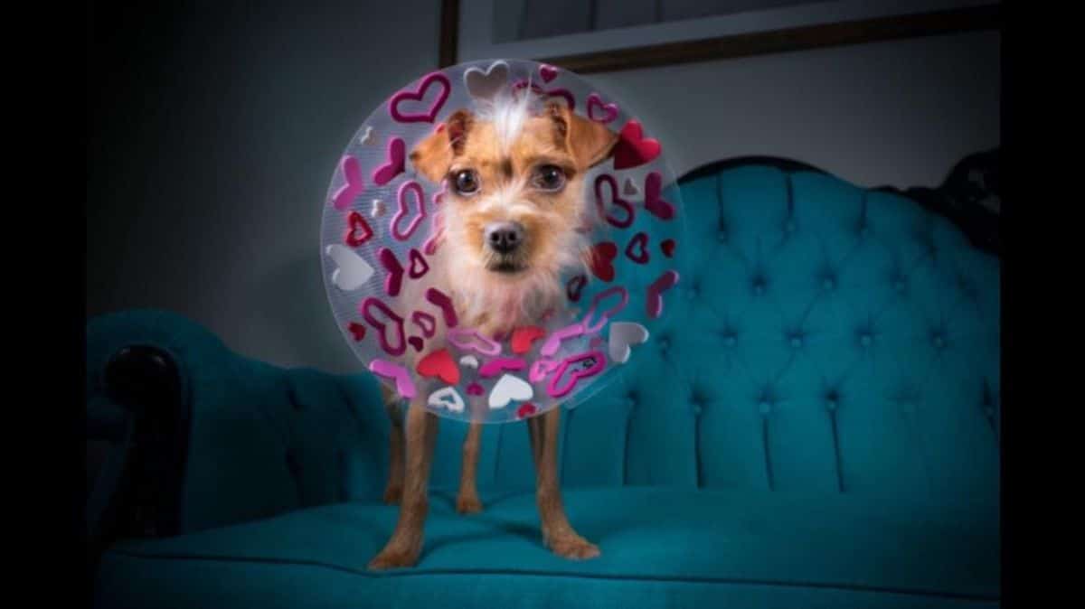 small fluffy brown and white dog wearing an elizabethan cone with pink, red and white hearts pasted on the inside