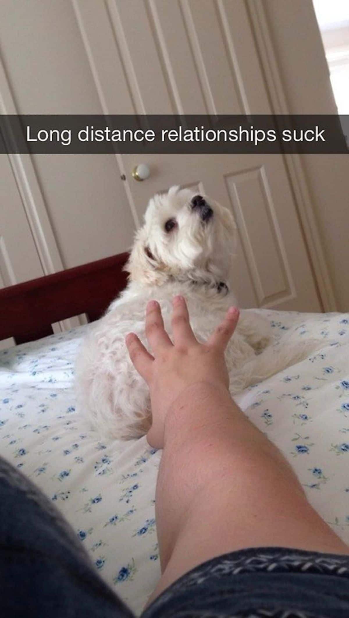 small fluffy dog on a white bed with someone reaching a hand to the dog with the caption Long distance relationships