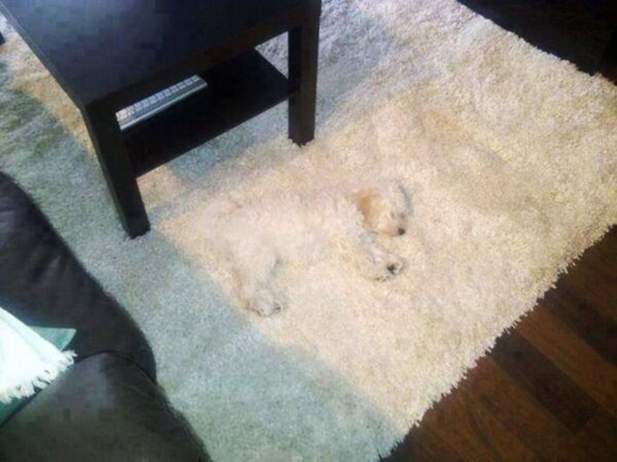 small fluffy white dog laying sideways on a white rug under a black coffee table