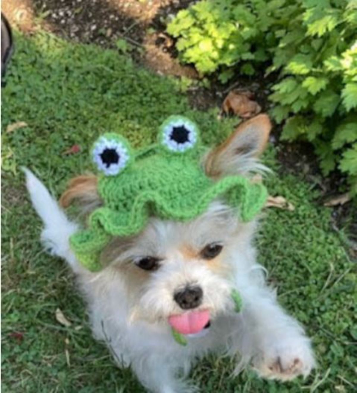 small fluffy white dog wearing a green frog hat