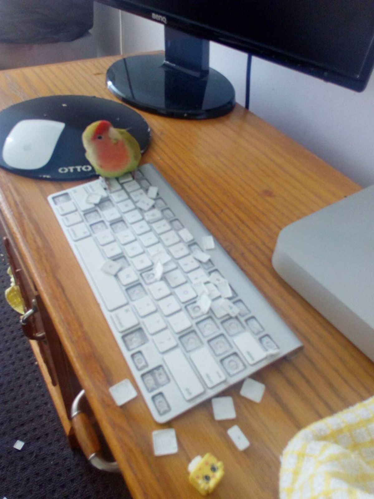 small green yellow and red parrot sitting on a white keyboard with the keys ripped out
