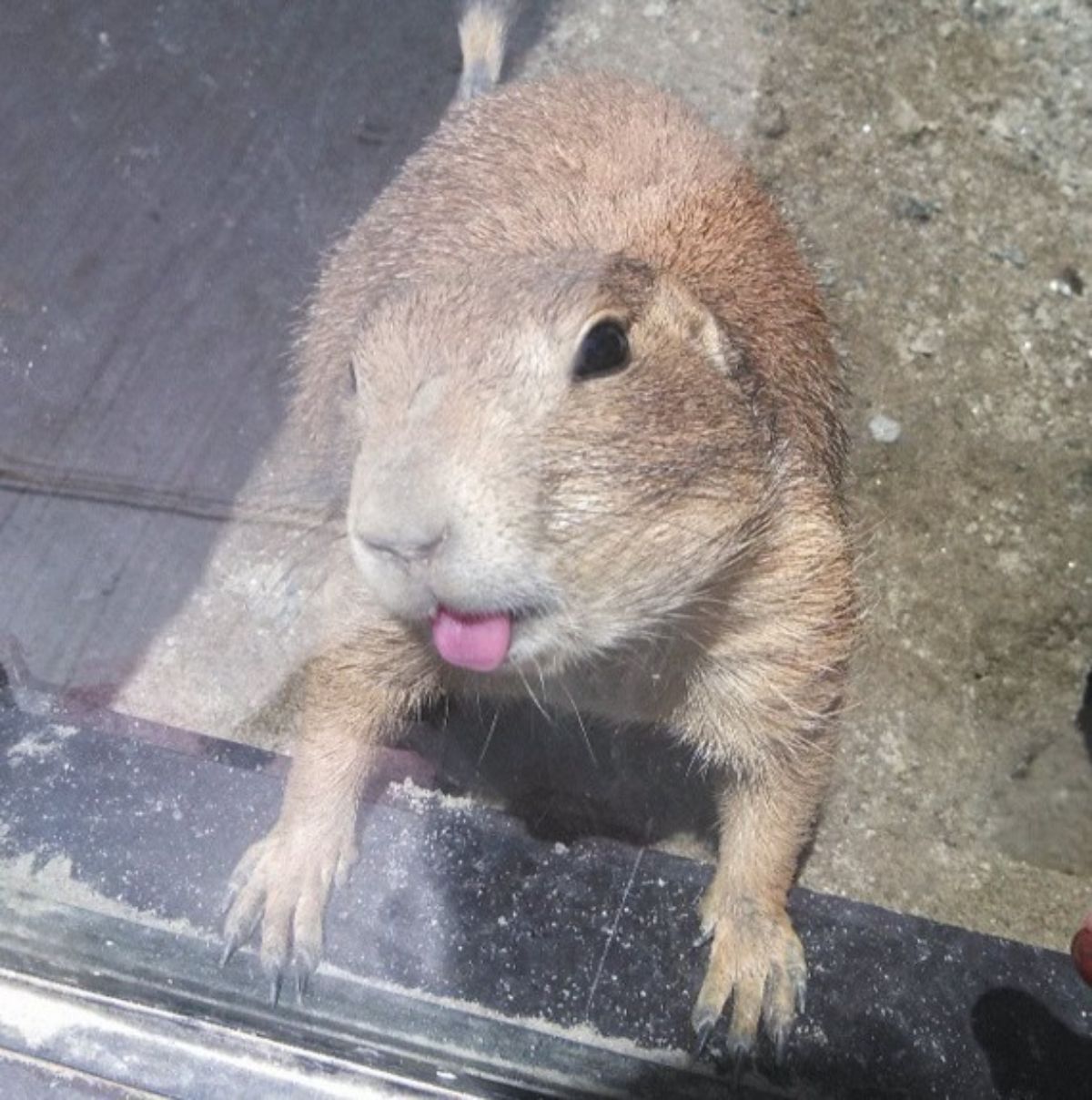 small rodent licking a glass