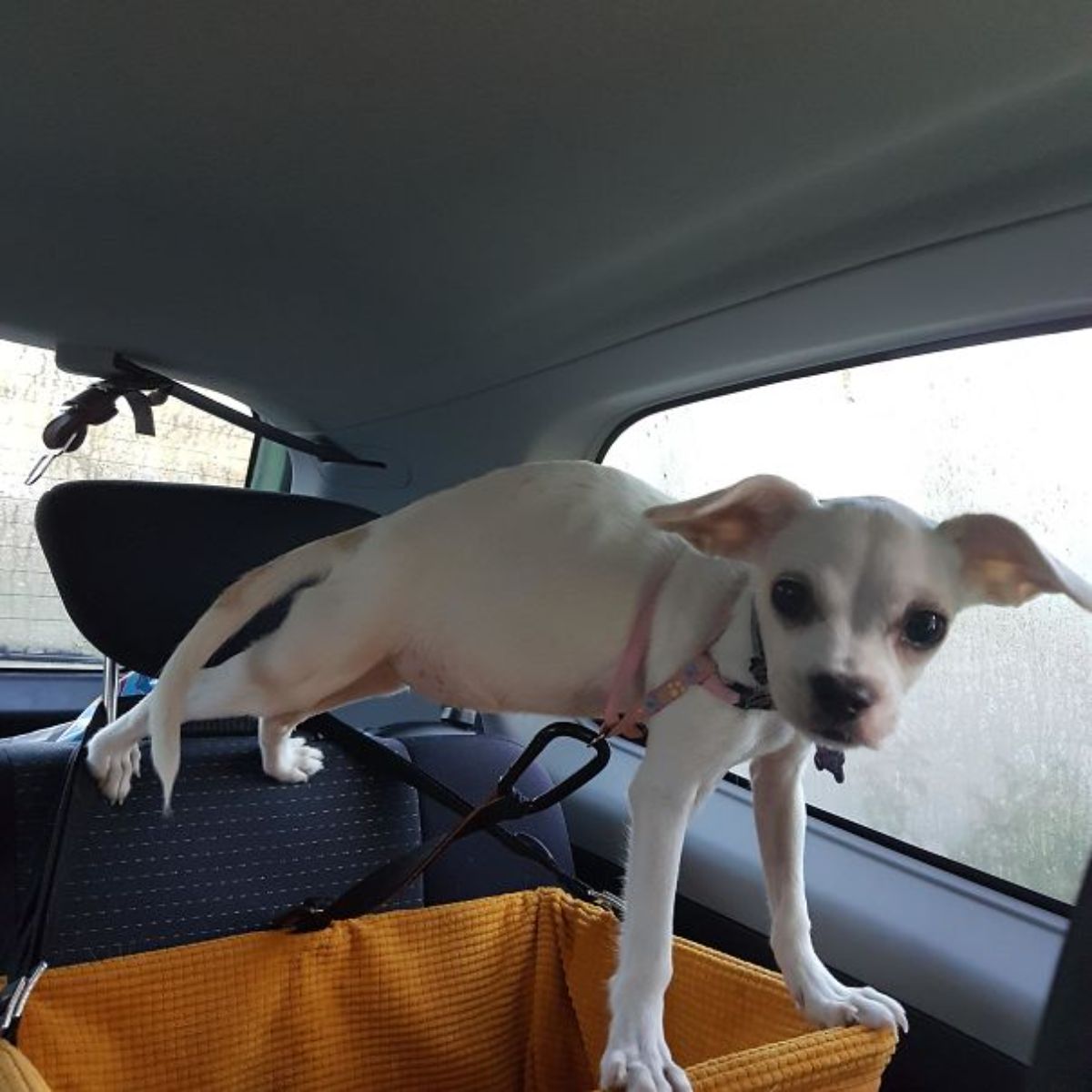 small white dog inside a vehicle with the back legs on the headrest and the front paws on the edge of a yellow carrier