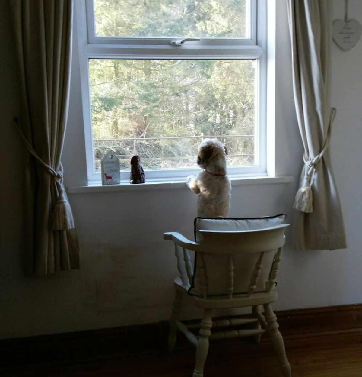 small white dog standing on hind legs on a white rocking chair by the window and looking out