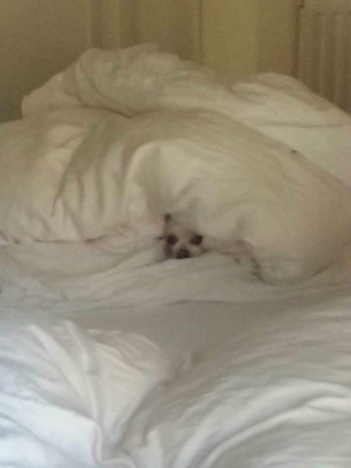 small white dog's face showing under a white blanket on a white bed