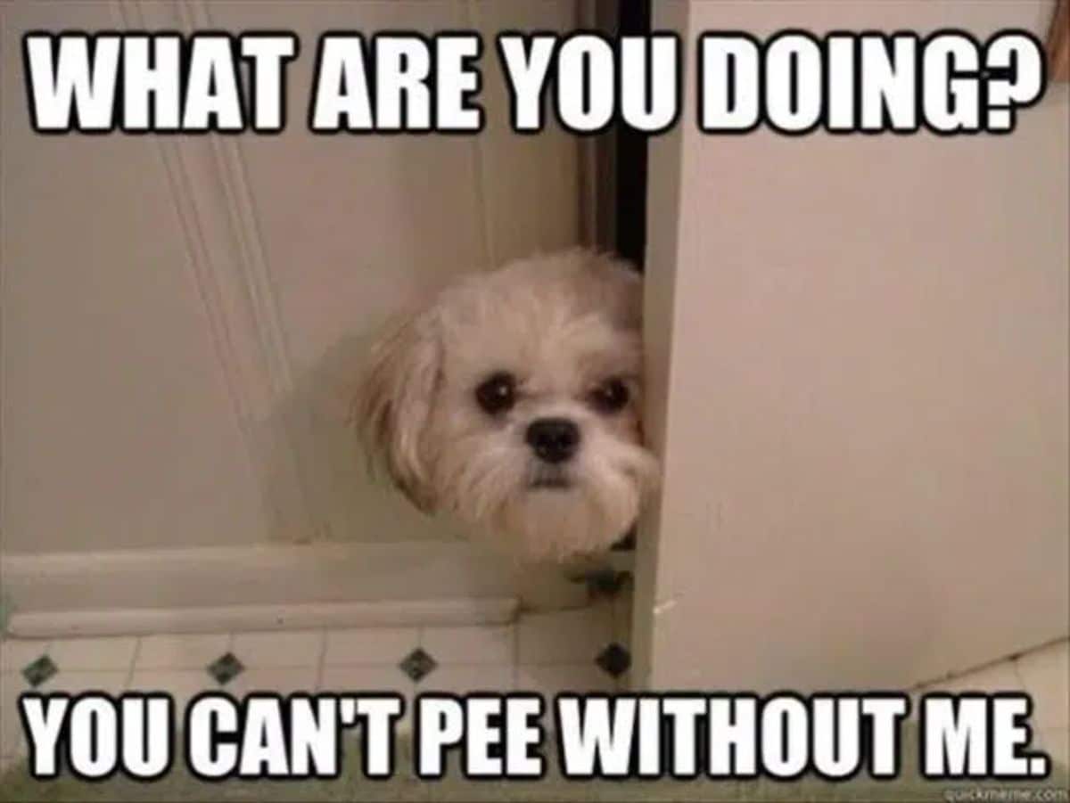small white fluffy dog sticking their head in through a white door into a bathroom