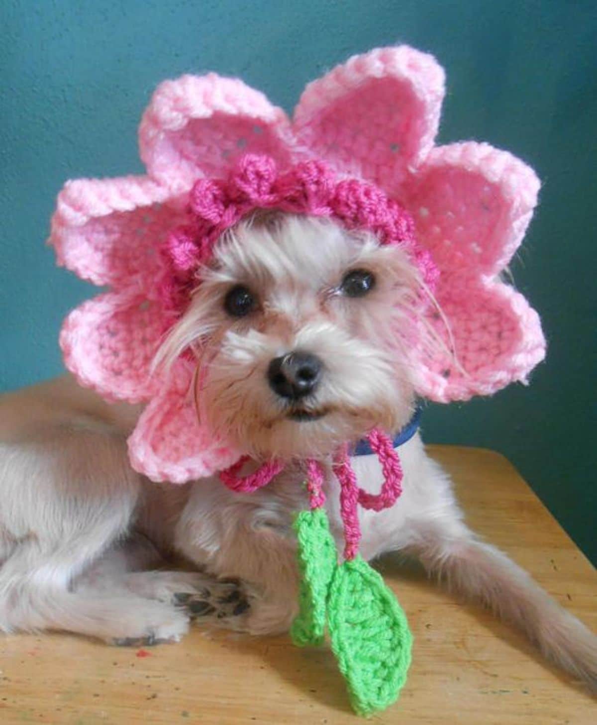 small white fluffy dog wearing a pink flower crocheted hat with large petals behind the head