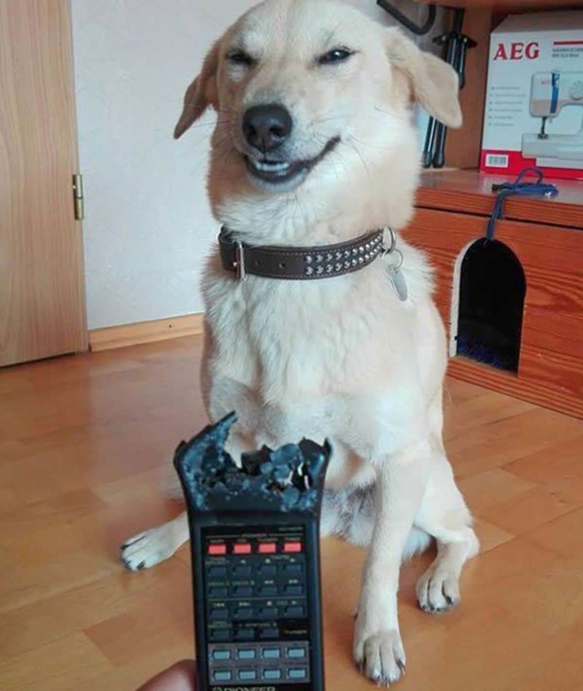 smug-looking light brown dog sitting with a chewed up black remote