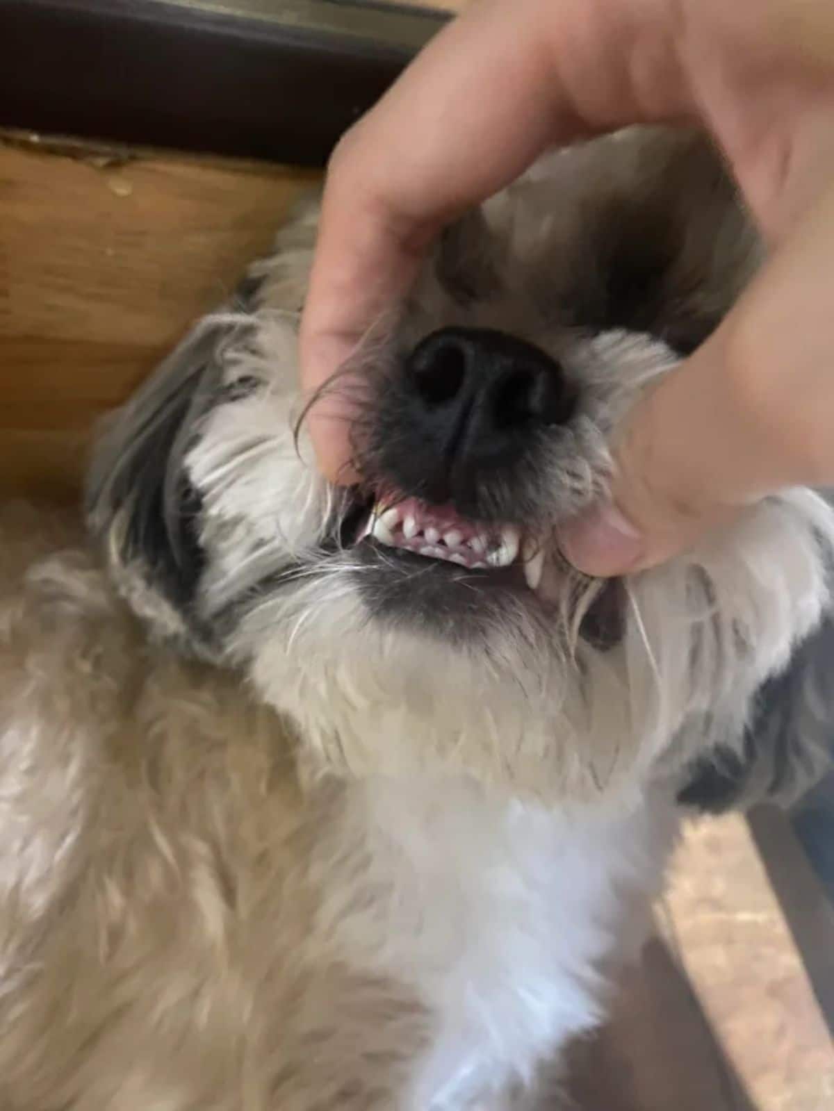 someone holding up the lip of a small fluffy white and black dog showing the teeth