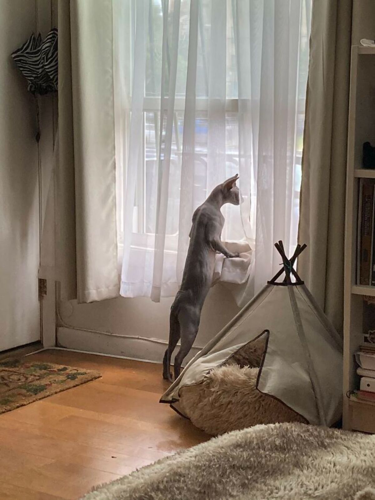 sphinx cat standing on hind legs and staring out of a window
