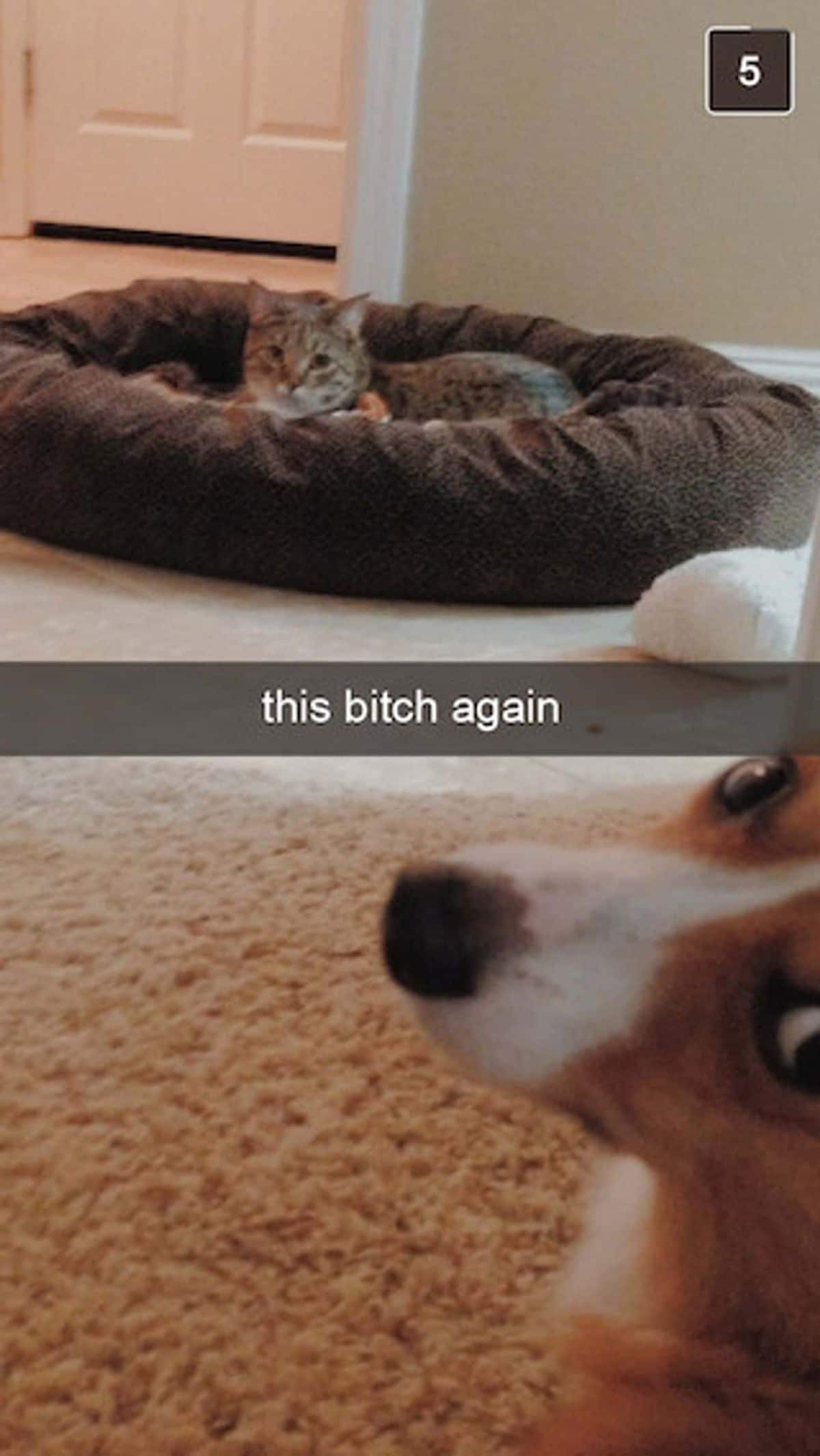 tabby cat laying in a brown dog bed with brown and white corgi in the corner looking at the camera with the caption this bitch again