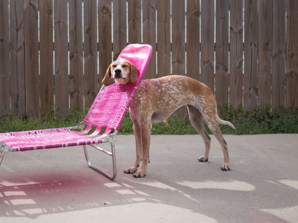 tall brown and white dog with the head stuck between the head rest and back rest of a pink recliner