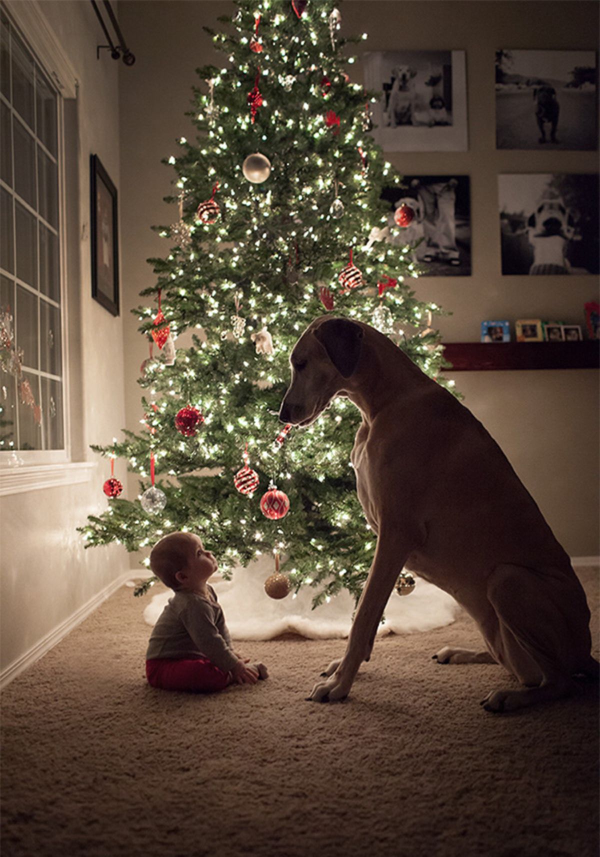 tall thin brown dog sitting and looking down at a baby on the carpet looking up with a lit up christmas behind them