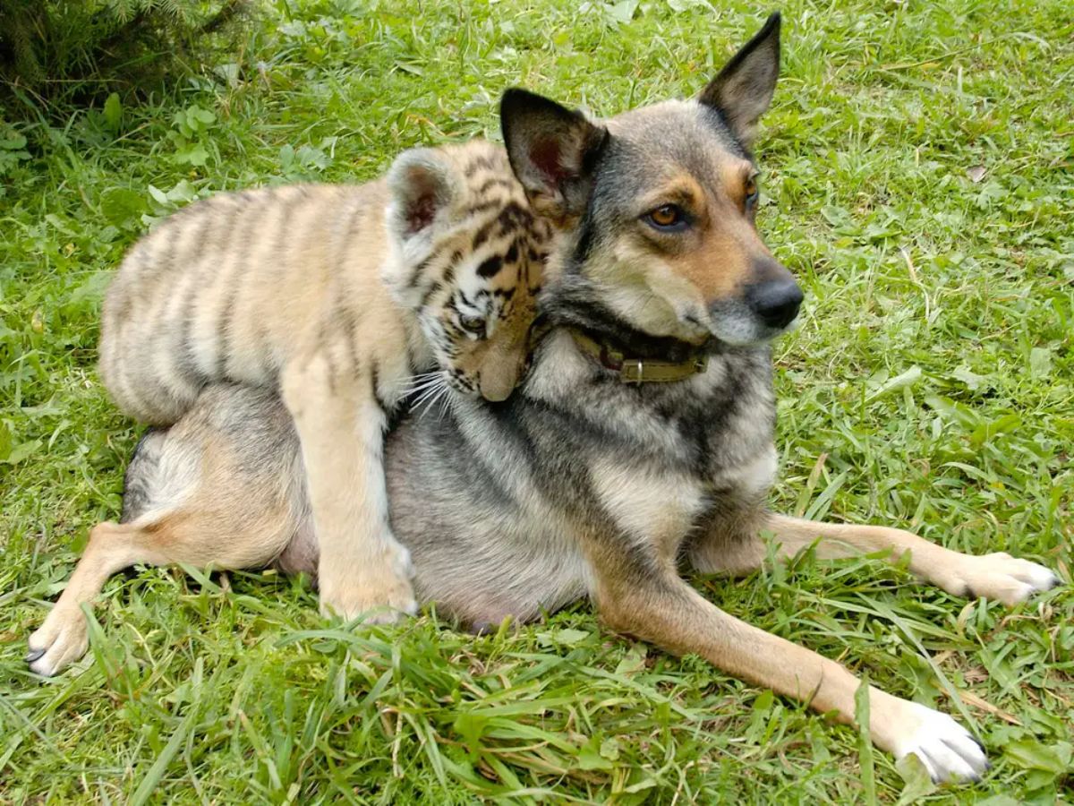 tiger cub on a brown black and white dog's back in a field