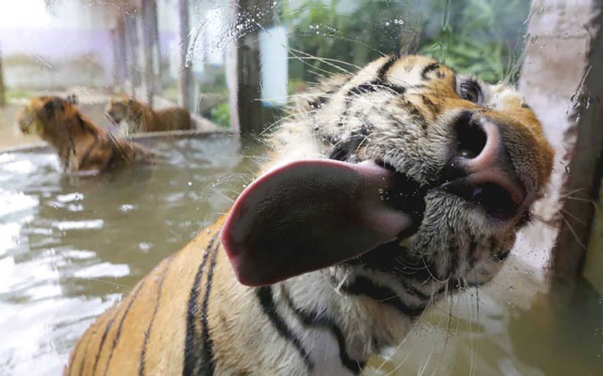 tiger in an enclosure licking a glass with 2 other tigers in the background